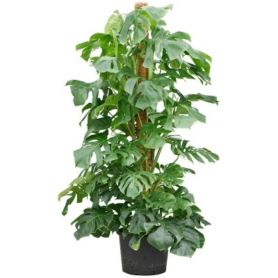Monstera Deliciosa On moss pole 35/28 výška 200 cm