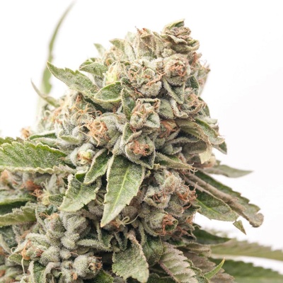 Expert Seeds Cheese Auto semienka neobsahujú THC 15 ks