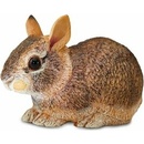 Safari Eastern Cottontail Rabbit Baby