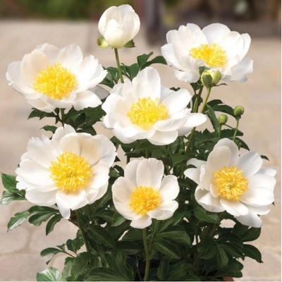 Pivoňka Patio Dublin - Paeonia lactiflora - cibuloviny - 1 ks