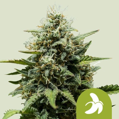 Royal Queen Seeds Fat Banana AUTO matic semena neobsahují THC 10 ks