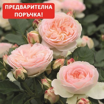 Tantau® Роза Pastella® - Tantau®