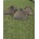 Mil-tec IGLU STANDARD 3