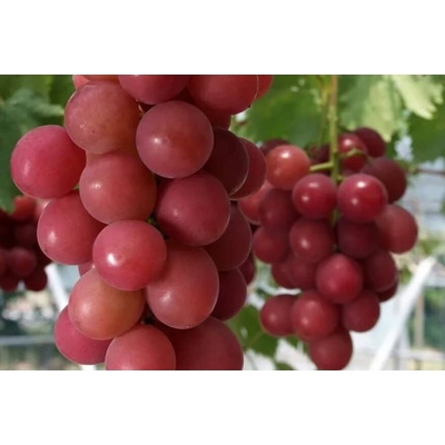 Vinič Ruby Roman prémiová japonská odroda, odborne štepené, limitovaná edícia.