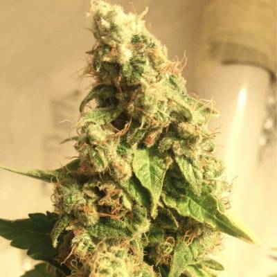 B-S-B Genetics Moby Dick semena neobsahují THC 5 ks