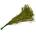 Solidago Green - zelená