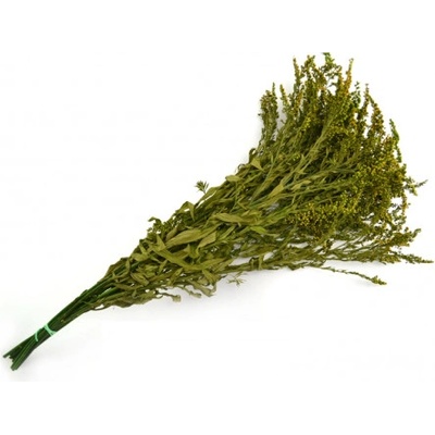 Solidago Green - zelená