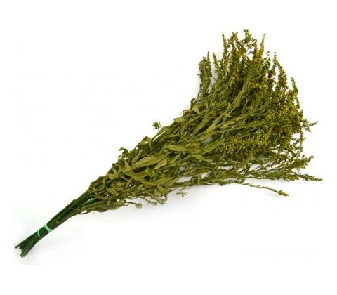 Solidago Green - zelená