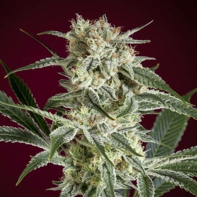 Reggae Seeds O'Haze Red semena neobsahují THC 3 ks