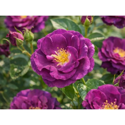 Ruža popínavá Purple Queen, výška 50-60 cm, kvetináč 1,5 l