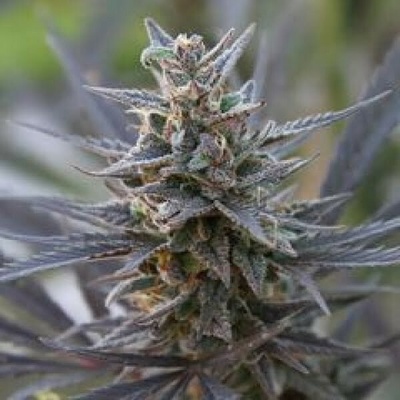 KC Brains Seeds Spontanica regular semienka neobsahujú THC 5 ks