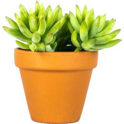 Gardners Sedum Morganianum Magnum, průměr 6 cm Rozchodník, opičí ocásek