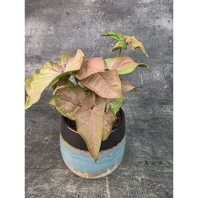 Syngonium Podophyllum Neon růžové 12 cm