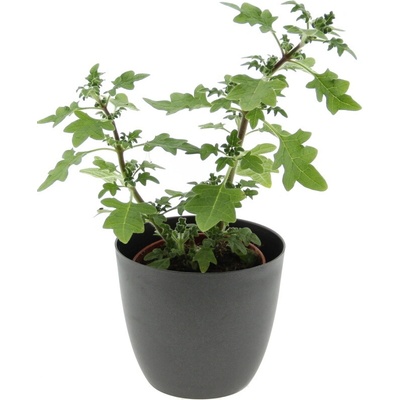 Migrénovník květináč 11cm – Zboží Mobilmania