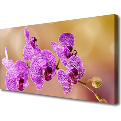 Obraz Canvas Orchidea výhonky kvety príroda 100x50 cm