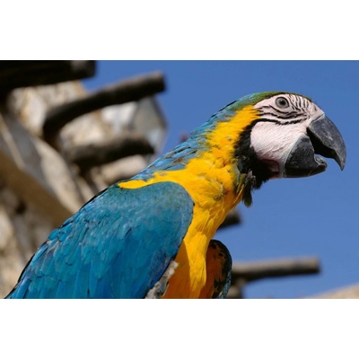 Dimex MS-5-0404 Vliesová fototapeta Papoušek Macaw rozměry 375 x 250 cm