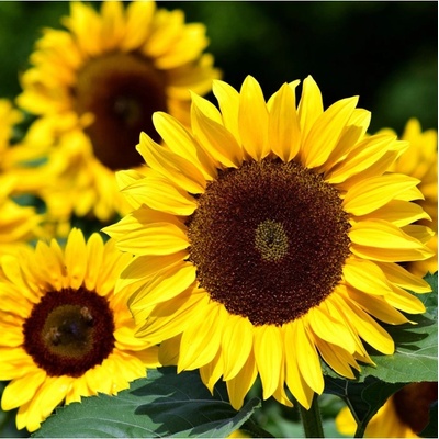 Slnečnica Big Smile - Helianthus annuus - semená slnečnice - 8 ks