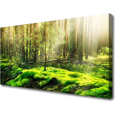 Obraz na plátně Mech Les Příroda 100x50 cm