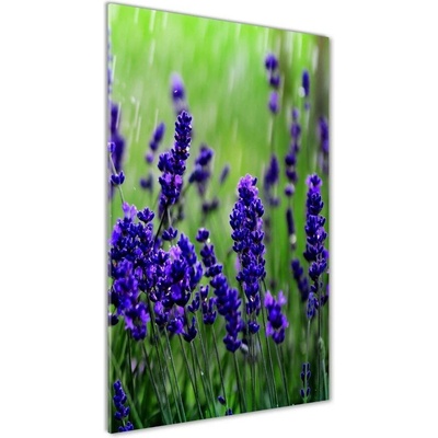 Vertikálny foto obraz sklo tvrdené Pole levanduľe 50x100 cm