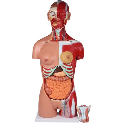 Erler Zimmer Ľudské torzo 8-dielny anatomický model s otvoreným chrbtom