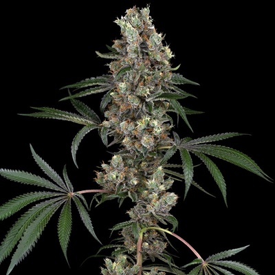 White Label Chemberries semienka neobsahujú THC 5 ks