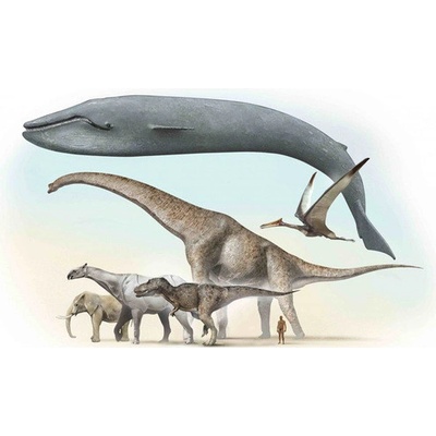 (B) 3D pohľadnica Largest animals