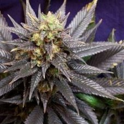 KC Brains Seeds Swiss-XT regular semienka neobsahujú THC 5 ks