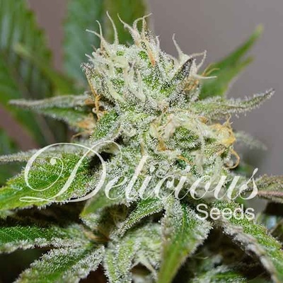 Delicious Seeds Original Juan Herer semena neobsahují THC 10 ks