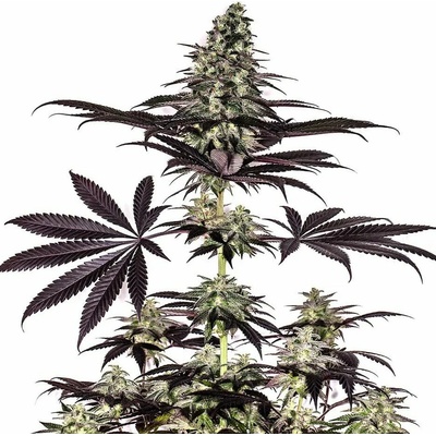Positronics CBD+ Caramelice Auto semienka neobsahujú THC 5 ks