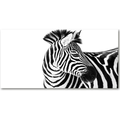 Foto obraz akrylový do obývačky Zebra v snehu 100x50 cm