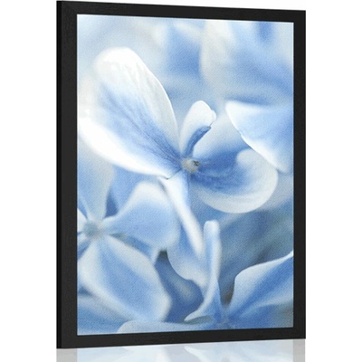 Plakát modro-bílé květiny hortenzie - 20x30 black