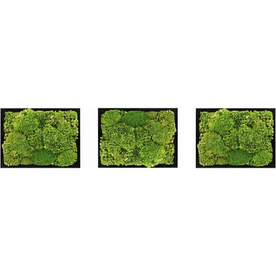 Gardners Set 3 mechových obrazů 13x18 z kopečkového mechu, černá