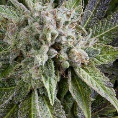 Pyramid Seeds AUTO Blue Pyramid semena neobsahují THC 5 ks