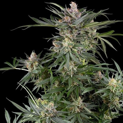 Sensi Seeds Research Dosimosa semena neobsahují THC 3 ks