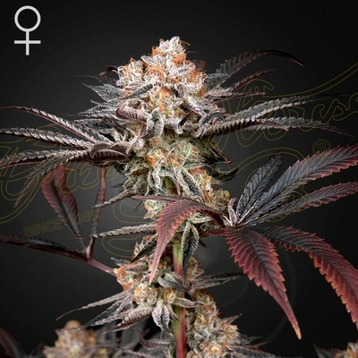 Green House Seed Wonder Pie semienka neobsahujú THC 10 ks