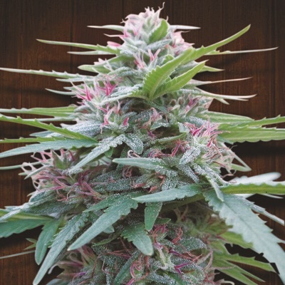 Ace Seeds Panama regular semienka neobsahujú THC 10 ks