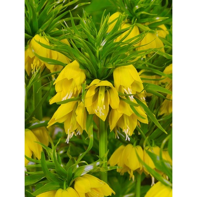 Řebčík královský 'Lutea imperialis' 1 ks