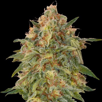 Advanced Seeds Zkittlez semienka neobsahujú THC 100 ks
