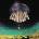 KOSMODOME - KOSMODOME CD