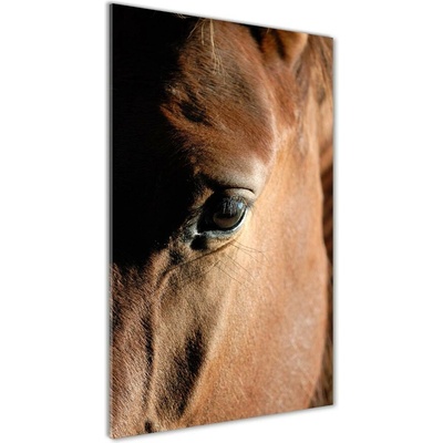 Vertikálny foto obraz sklenený Kôň 50x100 cm