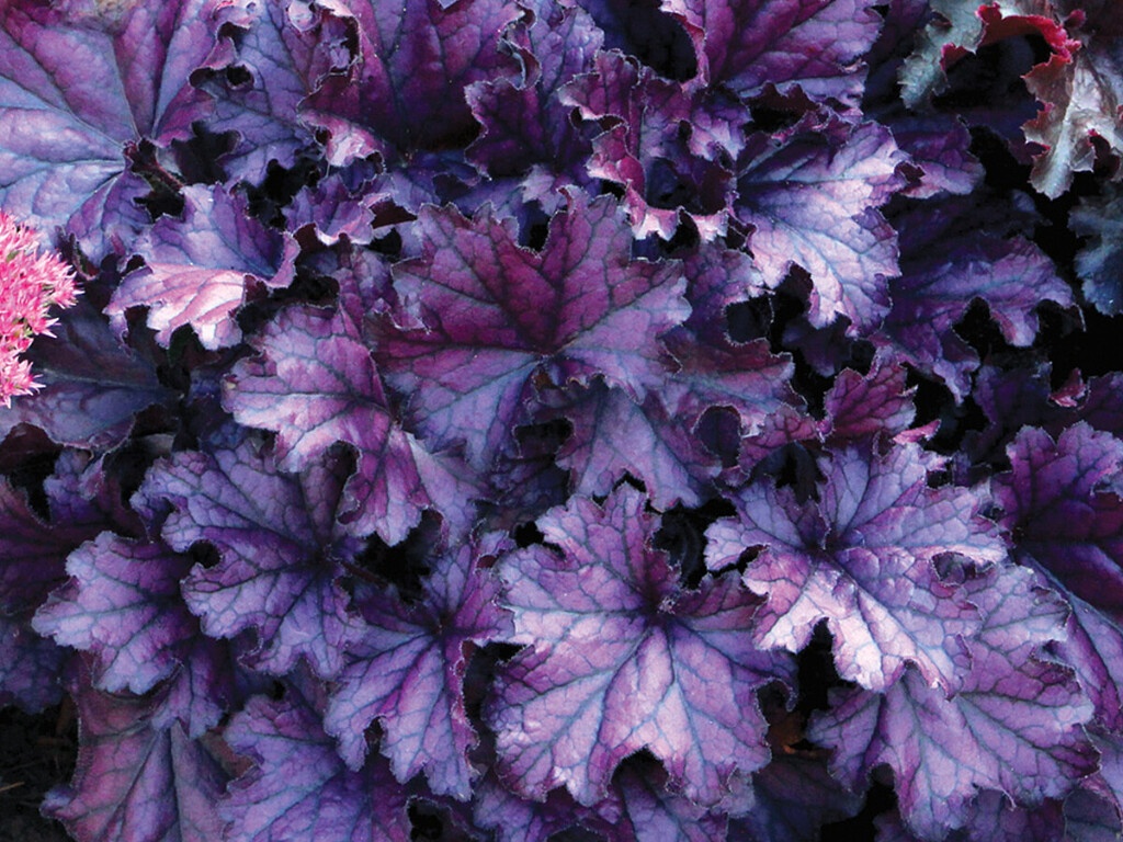 Heuchera Forever Purple