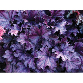 Heuchera Forever Purple