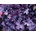 Heuchera Forever Purple