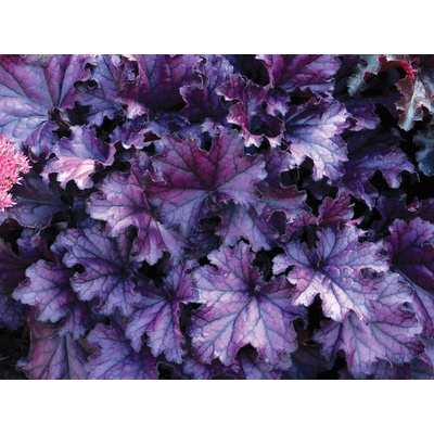 Heuchera Forever Purple