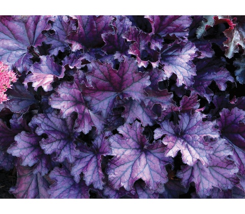 Heuchera Forever Purple
