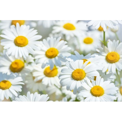 DIMEX ART Флизелинов фототапет поле с маргаритки 375 x 250 см