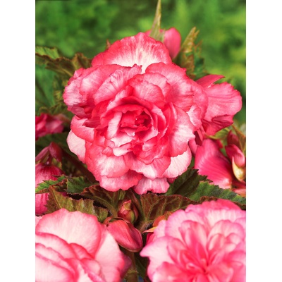 Begónia 'Bouton de rose' 2 ks