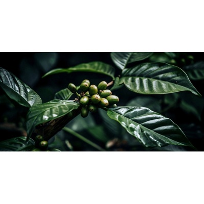 Obraz na plátne - Organic coffee bean