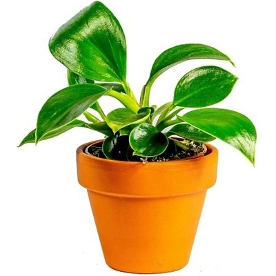 Gardners Philodendron White Measure, průměr 6 cm Filodendron