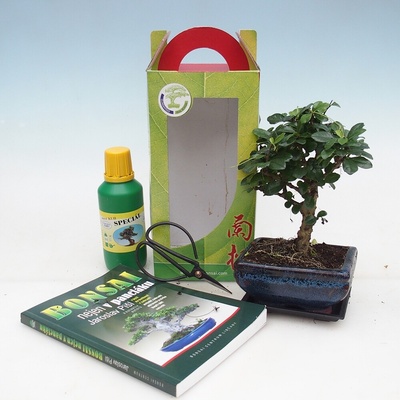 e-bonsai Pokojová bonsai v dárkové krabičce Carmona microphylla - Čaj fuki